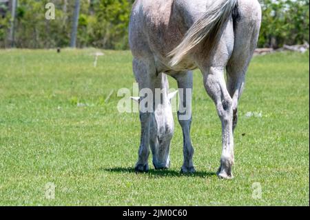 Rio Grande do Sul saddle gaucho crioulo horse fleece brown brownish lasso  rs rio grande do sul travel brazil animal mammal Stock Photo - Alamy