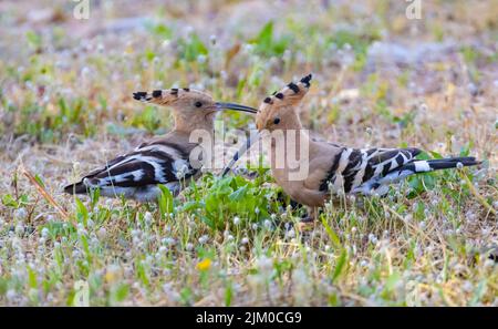A scenic view of two Eurasian hoopoe birds perched on the meadow on a blurred background Stock Photo