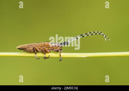 a longhorn beetle sits on a stalk in a meadow Stock Photo