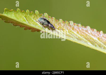 a green weevil sits on a leaf in a meadow Stock Photo