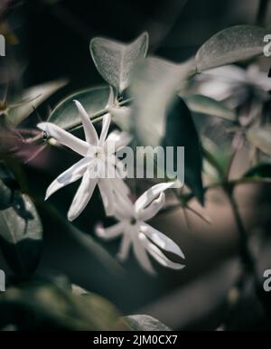 A shallow focus of white African jasmine growing among green leaves Stock Photo