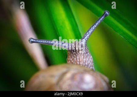 A closeup shot of a snail on green foliage Stock Photo