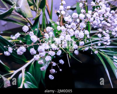 A closeup of white Kachim panicled growing among green leaves Stock Photo