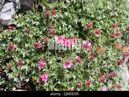 Flowers POTENTILLA NITIDA and green leaves rare plant of European Alps zone Stock Photo