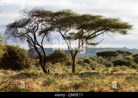 A umbrella thorn acacia (Vachellia tortilis) tree in a safari Stock Photo