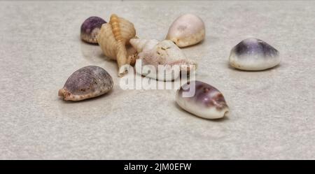 A closeup of seashells of different sizes isolated on a white tile Stock Photo