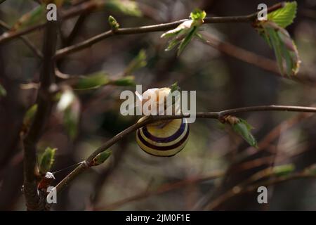 The snail crawls on the branches of a tree. Stock Photo