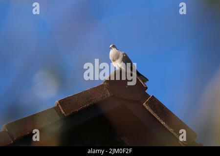 A pigeon sits high on the roof of a house. Stock Photo