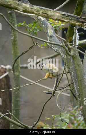 A cute Squirrel monkey (saimiri) perched on a branch at Taipei Zoo Stock Photo