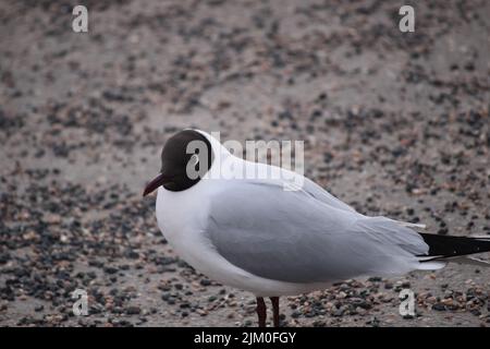 A closeup of a beautiful black-headed gull on a beach Stock Photo