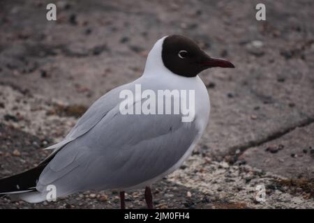 A closeup of a beautiful black-headed gull on a beach Stock Photo