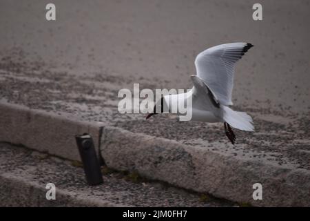 A closeup of a beautiful black-headed gull on a beach Stock Photo