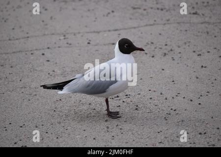 A closeup of a beautiful black-headed gull on a beach Stock Photo