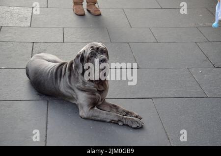 A cute Neapolitan Mastiff laying on the ground, waiting for its owner Stock Photo