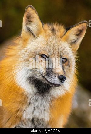 An Eastern American red fox in the forest on a blurred background Stock Photo