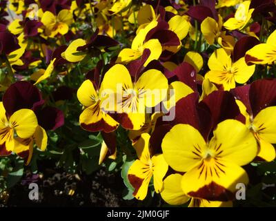 A patch of beautiful yellow pansy flowers in the garden under the sunlight Stock Photo