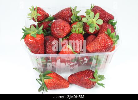 freshly picked large red strawberries in trays Stock Photo