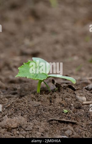 closeup the bunch ripe green round gourd vine plant seedling and soil heap in the farm soft focus natural green brown background. Stock Photo