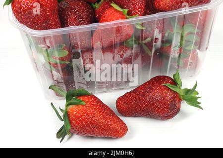 freshly picked large red strawberries in trays Stock Photo