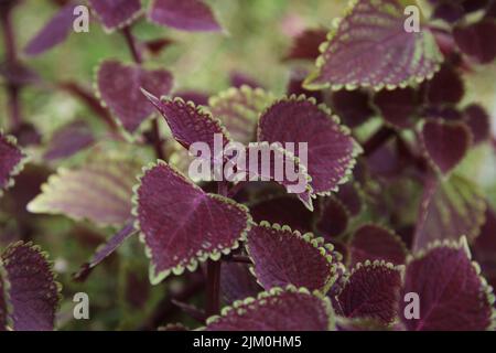 A selective focus shot of purple coleus leaves Stock Photo
