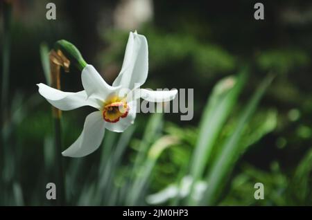 A white narcissus in a garden Stock Photo