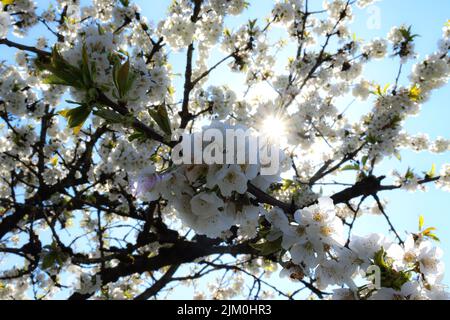 A low angle view of beautiful cherry blossoms in a sunshine Stock Photo