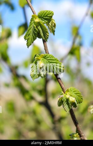 A  vertical shot of a common hazel tree with fresh new leaves on a sunny day Stock Photo
