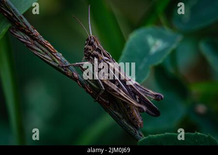 A closeup of a grasshopper (Common Field Grasshopper) sitting on a grass in a field Stock Photo