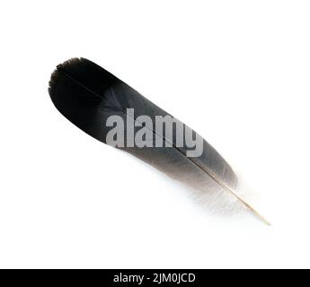 Whole black feather of pigeon or dove isolated on white Stock Photo