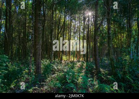A beautiful long trees with green leaves and plants growing on ground in the daylight Stock Photo