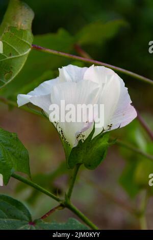 yellow and pink flowers on cotton plant in summer Stock Photo