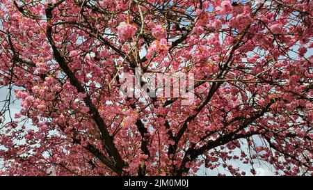 A low angle closeup of a cherry blossoms tree Stock Photo