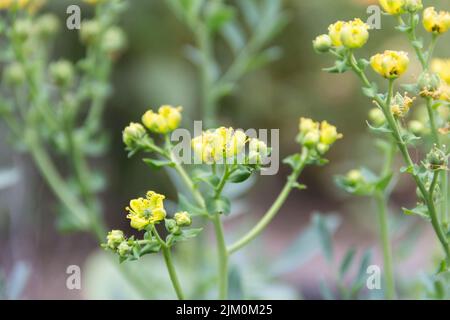 yellow flowers on the rue plant in the organic garden Stock Photo