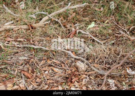 looking down at eucalyptus branches and leaves lying on bushland forest floor Stock Photo