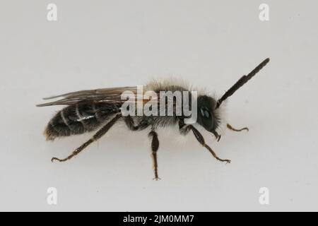 Detailed closeup on a white silver haired male bearded miner bee , Andrena barbilabris on white background Stock Photo