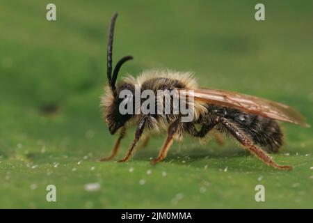 Detailed lateral closeup on a male Grey-gastered mining bee, Andrena tibialis, sitting on a green leaf Stock Photo