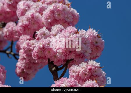 A closeup of pink cherry flowers blooming on branches of a tree on a sunny day in Bavaria, Germany Stock Photo