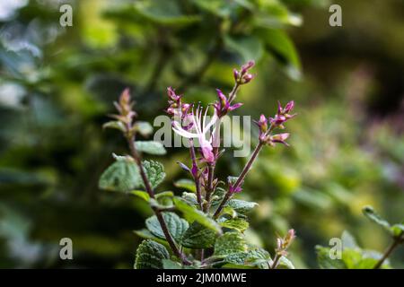 The close-up shot of the  Common fumitory flower or Fumaria officinalis used as a treatment for dermatologic conditions such as eczema Stock Photo