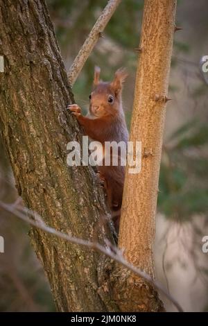 A vertical closeup shot of a brown squirrel on a tree branch Stock Photo