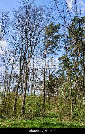 The high trees reaching the sky in the forest on a sunny day Stock ...