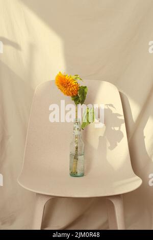 A vertical closeup of a terry sunflower in the bottle on a pale cream background. Stock Photo