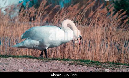 A closeup of a cute white swan walking on the ground surrounded by tall wheatgrass Stock Photo