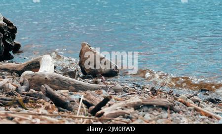 A bright summer day outdoors at a beach with small rocks and pebbles on the shore Stock Photo