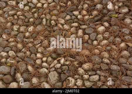 dried pine needles lie on an old uneven cobblestone pavement with small round stones Stock Photo