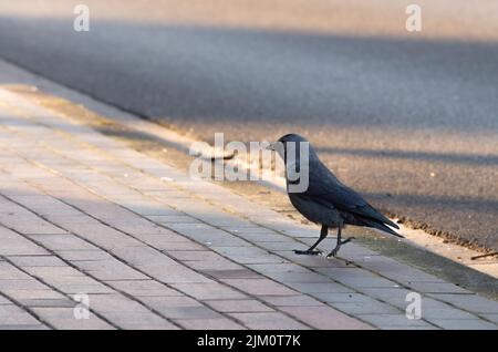 A closeup of a cute small raven walking on the pavement with sun rays shining on it Stock Photo