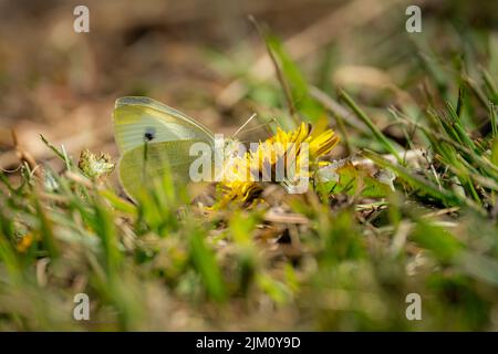 A White Cabbage butterfly on a dandelion in Washoe Valley, Nevada, the USA Stock Photo