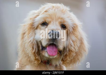 A closeup shot of an American Cocker Spaniel dog in daylight with a blurred background Stock Photo