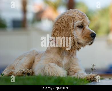 A closeup shot of an American Cocker Spaniel dog sitting on a green grass in daylight with a blurred background Stock Photo