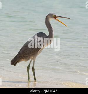 A closeup shot of a grey heron walking near the water Stock Photo