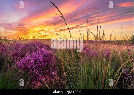 Haldon Forest, Exeter, Devon, England. Thursday 4th August 2022. The sun rises over the heather and gorse on tinder dry heathland around Haldon Forest near Exeter in Devon. People are being asked not to light barbecues during this prolonged dry period of weather. Credit: Terry Mathews/Alamy Live News